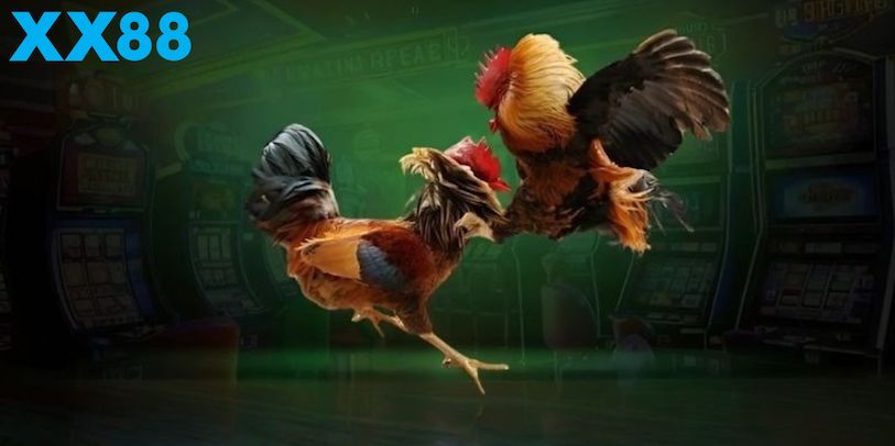 Đá gà XX88 – Cược chuẩn, thưởng ngập tay mỗi trận đấu