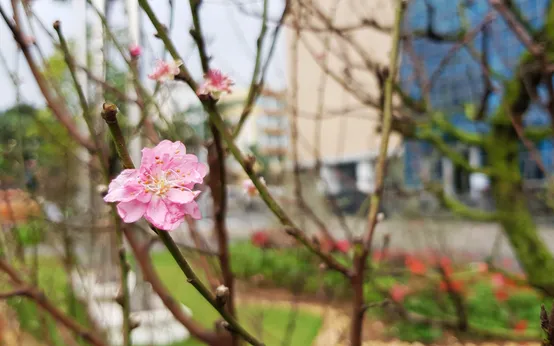 Trò chơi của google về năm ất tỵ - Bối cảnh ra đời của game rắn Doodle