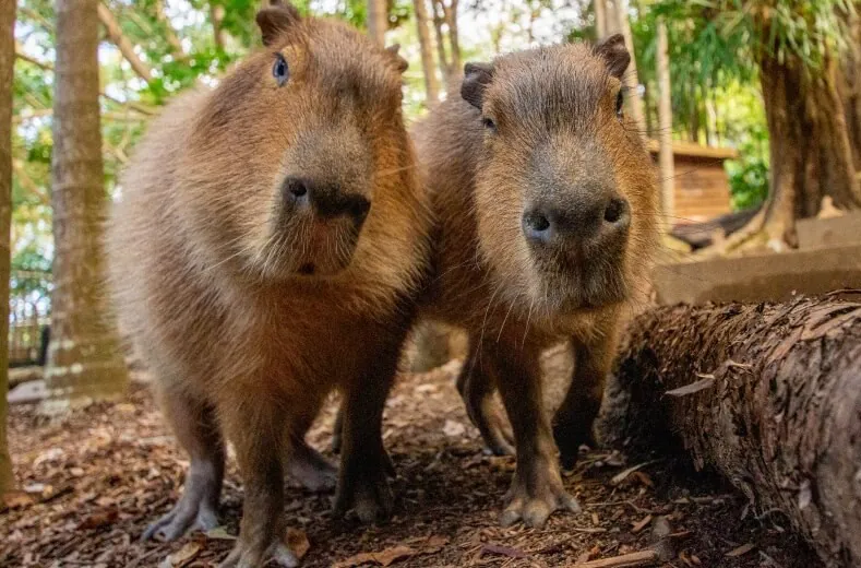 Capybara - Từ động vật hoang dã thành hiện tượng mạng Capybara - Từ động vật hoang dã thành hiện tượng mạng