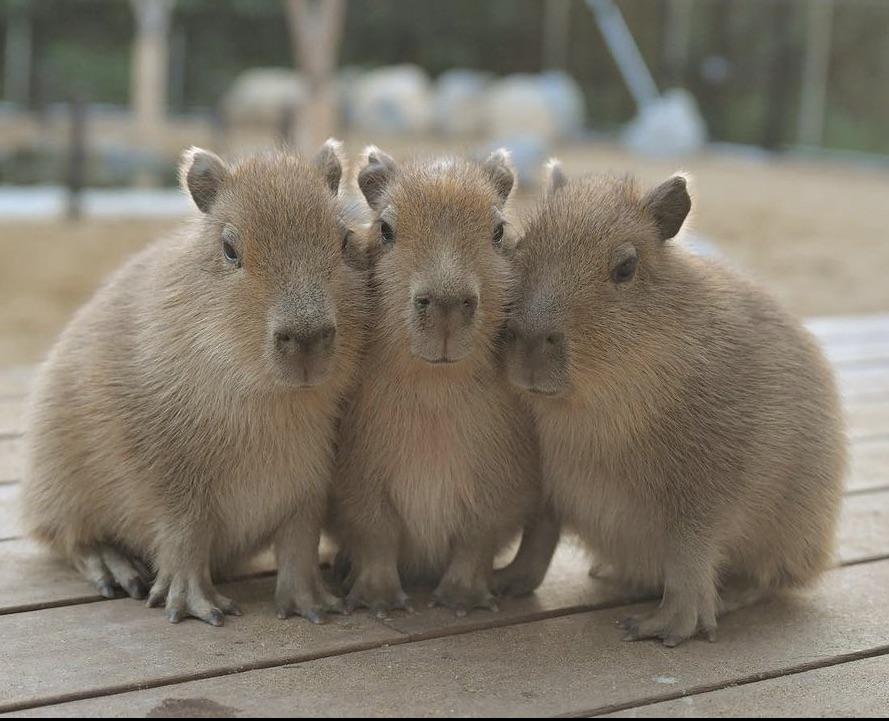 Capybara - Đặc điểm hình dáng và môi trường sống Capybara - Đặc điểm hình dáng và môi trường sống