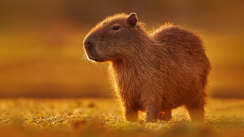 Capybara - Nhìn lại môi trường sống tự nhiên Capybara - Nhìn lại môi trường sống tự nhiên