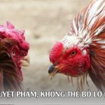 Danh mục tuyệt phẩm, không thể bỏ lỡ đá gà MM88