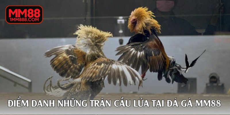 Điểm danh những trận cầu lửa tại đá gà MM88
