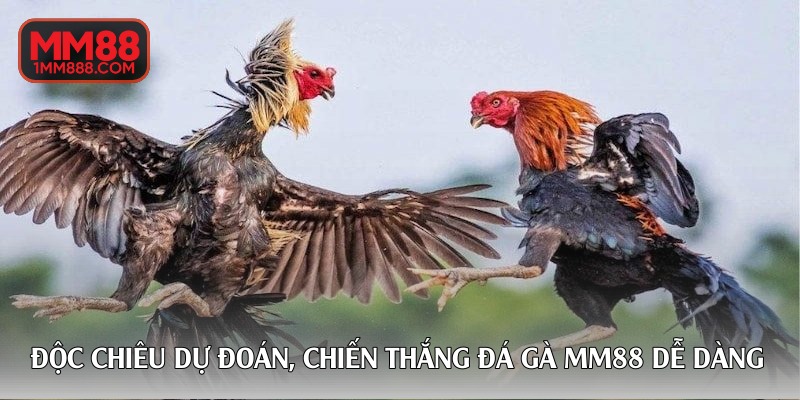 Độc chiêu dự đoán, chiến thắng đá gà MM88 dễ dàng