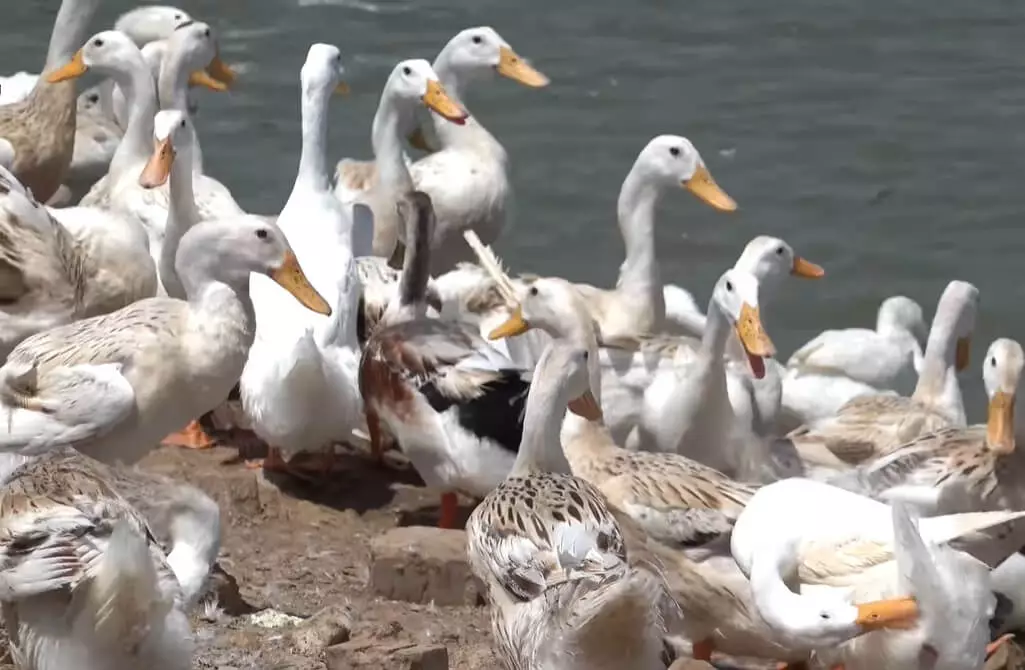 Bài hát Một con vịt - Khơi gợi trí tưởng tượng và cảm xúc