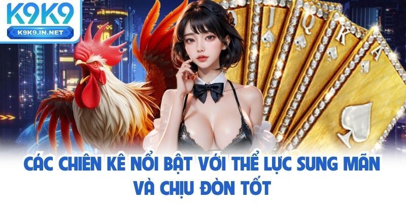 Các chiên kê nổi bật với thể lực sung mãn và chịu đòn tốt